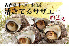 活きてるサザエ 約2kg 【卓立水産】 天然 貝 つぶ さざえ 栄螺 つぼ焼き 海鮮 魚介 魚貝 海産 刺身 BBQ バーベキュー 生 中泊町 青森 F6N-094