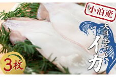 小泊産 天日生干しイカ 3枚 【徐福の里物産品直売所】 イカ 烏賊 するめ スルメ スルメイカ おつまみ 海鮮 魚介類 魚介 海産物 BBQ チルド 冷凍 中泊町 青森 F6N-135