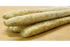 H-09　令和7年春掘り！　ながいも　２Lサイズ５kg