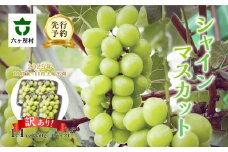 《先行予約》2025年10月末～11月上旬発送　シャインマスカット1.4kg