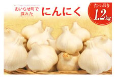 にんにく 青森 おいらせ町産 1.2kg [アグリの里おいらせ 青森県 おいらせ町 oi02ayo590001] ニンニク 国産 家庭用 普段使い スタミナ