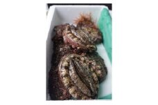 活あわび（7個程度、約1㎏）