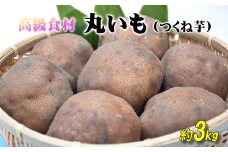【2024年産】ねばりが凄い！高級食材「丸いも」（つくね芋）約3kg 青森県産