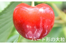 高級さくらんぼ【ジュノハート】～珠玉の大粒！～【2025年産・先行予約】★2025年6月下旬頃～7月中旬頃にかけて順次発送予定★ 青森県三戸町産 数量限定