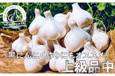 【先行予約　2025年産】にんにくのよしだ家 青森県産 にんにく 中サイズ 800g 福地ホワイト種 にんにく 青森県 にんにく 三戸町 H2912