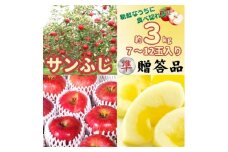 ＜準贈答品＞味よし見た目よし「サンふじ」約3kg【1403105】