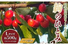 さくらんぼ 「絢のひとみLサイズ」バラ（約500g）※3～4人分 【川守田観光さくらんぼ園】 贈答 フルーツ王国 南部町 サクランボ 青森県産 F21U-165
