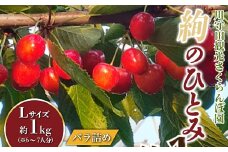 さくらんぼ 「絢のひとみLサイズ」バラ（約1kg）※6～7人分 【川守田観光さくらんぼ園】 贈答 フルーツ王国 南部町 サクランボ 青森県産 F21U-166