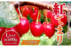 さくらんぼ 「紅てまり Lサイズ」 バラ (約500g) ※3～4人分 【川守田観光さくらんぼ園】 フルーツ王国 南部町 サクランボ チェリー 桜桃 果物 くだもの フルーツ 夏果実 高級 贈答 ギフト 産地直送 青森県産 デザート 旬 F21U-167