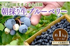 朝採り 生ブルーベリー サイズ・品種 混合 約1kg（小～大） 【川守田観光さくらんぼ園】 ブルーベリー フルーツ王国 南部町 果物 くだもの フルーツ 夏果実 産地直送 青森県産 デザート 旬 F21U-169