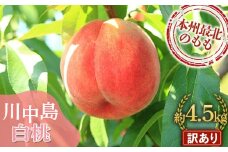 ≪先行予約≫ 【訳あり】 もぎたて発送 川中島白桃 約4.5kg (10～18個) 【誠果園】 家庭用 規格外 わけあり ワケアリ 訳アリ 白桃 桃 もも モモ 青森県 南部町 三戸 南部 果物 くだもの フルーツ F21U-297