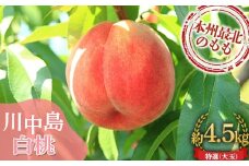 ≪先行予約≫ もぎたて発送 川中島白桃 特選 (大玉) 約4.5kg (10～15個) 【誠果園】 白桃 桃 もも モモ 青森県 南部町 三戸 南部 果物 くだもの フルーツ F21U-298