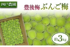 豊後梅（ぶんごうめ） 約3kg 【四戸農園】 梅 梅干し 杏 あんず 梅酒 梅干 梅シロップ 梅ジャム 5キロ 数量限定 F21U-315