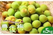 豊後梅（ぶんご梅） 約5kg (バラ) 《西塚農園》 梅 梅干し 梅酒 梅干 梅シロップ 梅ジャム 5キロ 数量限定 F21U-318