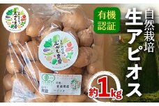 有機認証 自然栽培 生アピオス 約1kg 【むがし農園】オーガニック F21U-374