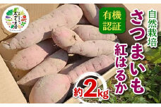 有機認証 自然栽培 さつまいも（紅はるか） 約2kg 【むがし農園】 サツマイモ 薩摩芋 焼芋 やきいも 焼きいも スイーツ おやつ デザート オーガニック F21U-375