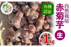 有機認証 自然栽培 赤菊芋(生) 約1kg 【むがし農園】 キクイモ オーガニック F21U-376