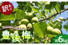 《訳あり》 豊後梅（ぶんご梅） 約6kg 【西塚農園】 F21U-452