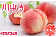 川中島白桃 約3kg（8～12玉） 【泉山果樹園】 青森県 南部町 桃 モモ もも 果物 くだもの フルーツ F21U-467