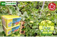 先行予約《定期便》佐々木果樹園 乙部角屋 りんごの樹（シナノゴールド）1本のオーナー（収穫したりんご約15kgを2回発送）