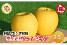 先行予約 りんご 樹上 完熟 はるか 約2.5kg 盛岡プレミアムブランド認証 りんご工房きただ フルーツ 果物 デザート 希少 黄色 高級 高級食材 特別栽培 旬のフルーツ 旬の果物 旬 冬 岩手 盛岡 産地直送