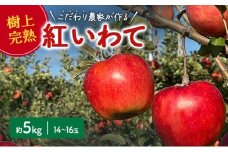 【2025年先行予約 9月中旬より発送】 盛岡りんご 「紅いわて」  約 5kg 14～16玉 贈答 生産者直送