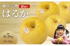 先行予約 訳あり りんご  はるか 5kg 16玉 樹上完熟 林檎 リンゴ 果物 くだもの フルーツ 旬の果物 旬のフルーツ 季節の果物 季節のフルーツ 岩手りんご 訳アリ 直送 岩手 岩手県 盛岡市
