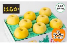 盛岡から「農で人をつなぐ」藤与果樹園：はるか3kg フルーツ 果物 旬のフルーツ 旬の果物 旬 冬 岩手 盛岡 産地直送 玉数指定不可 詰め合わせ 岩手 盛岡