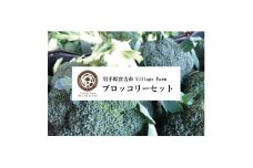 ＜大量!5kg!＞ブロッコリーセット【1290623】