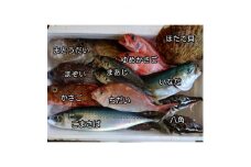 三陸宮古の活き活き鮮魚詰合せ【1349436】