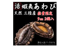 ＜先行予約(12月発送)＞岩手県より獲れたて鮮魚直送便 ＜活蝦夷アワビ150g×2個＞【1554527】