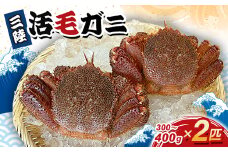 三陸活毛ガニ 300g～400g×2匹【1592939】