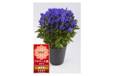 鉢花りんどう「花巻銀河ブルー５号鉢」 【485】