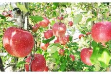 【蜜入り】滝田りんご訳ありサンふじ３㎏（8～10玉）　＜予約受付＞ 【532】