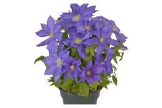いわて花巻のお花　クレマチス「H・Fヤング」 【633】
