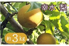 瑞々しい採れたて梨！幸水 約3kg【予約受付】 【651】