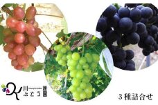 種なしぶどう おまかせミックス 《３品種詰合せ》（約3～5房） 【681】