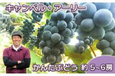 《9月発送/先行予約受付中》キャンベル・アーリー 約5~6房（かんたぶどう） 【710】