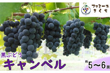 キャンベル・ソロ（約5～6房） ぶどう 《予約受付》 【727】