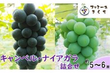 キャンベル・デュオ （約5～6房） ぶどう キャンベル・ナイアガラ 詰め合わせ《予約受付》 【728】