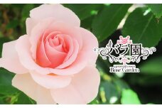 花巻温泉バラ園 オリジナル品種「オリンピアローズ2020」 新苗 <2025年6月より随時発送> 【914】
