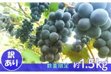 【訳あり】キャンベル・アーリーぶどう1.5kg 【951】