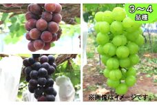 古舘ぶどう園 ぶどうお楽しみ詰め合わせセット（3～4品種） 【977】