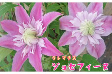＜先行予約＞いわて花巻のお花　クレマチス「ジョセフィーヌ」 【1159】