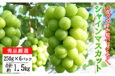 ＜2025年予約受付！＞厳選シャインマスカット 粒パック (約250g×6パック） 【1249】