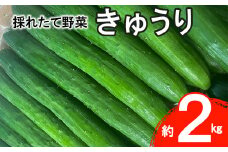  新鮮野菜  きゅうり 約 2kg  詰合せ セット 【1287】