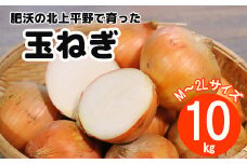 花巻産  玉ねぎ 約 10kg （M～2Lサイズ）《予約受付》 【1281】