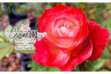 花巻温泉バラ園 オリジナル品種「ハートローズ95」大苗<2025年3月より随時発送> 【2049】