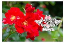 花巻温泉バラ園 オリジナル品種「花巻フレア」新苗<2024年6月より随時発送> 　【1474】