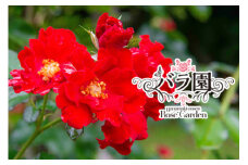 花巻温泉バラ園 オリジナル品種「花巻フレア」新苗<2024年6月より随時発送> 　【1474】